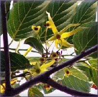 Ylang Ylang Essential Oil